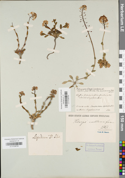 LE 01036793