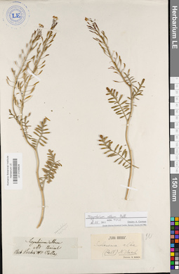 LE 01036828