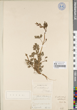 LE 01082495