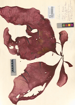 LE A0000901