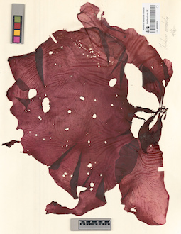 LE A0000902
