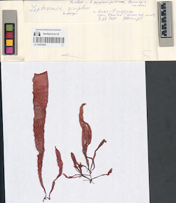 LE A0000904