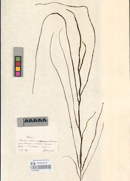 LE A0000905