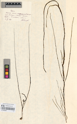 LE A0000906