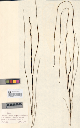 LE A0000907