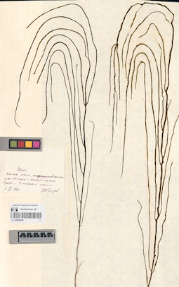 LE A0000908