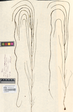 LE A0000909