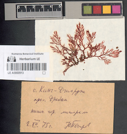 LE A0000913