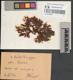 LE A0000917