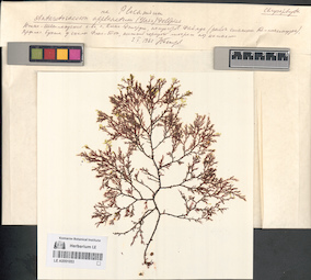 LE A0001053