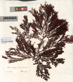 LE A0001055