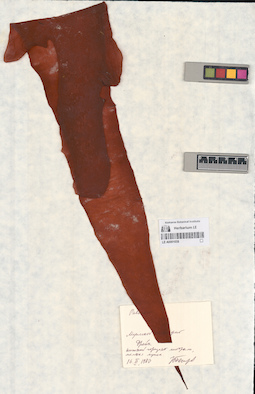 LE A0001058