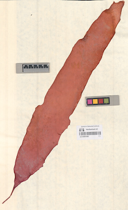 LE A0001065