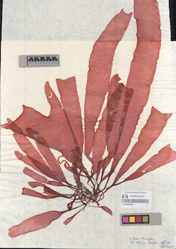 LE A0001066