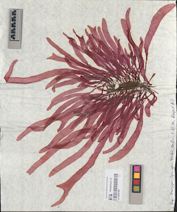 LE A0001068