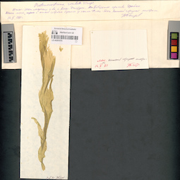 LE A0001075