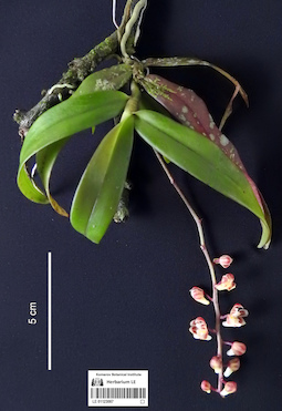 LE 01123087