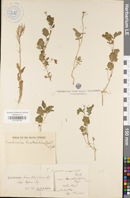 LE 01037195