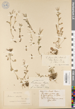 LE 01037204