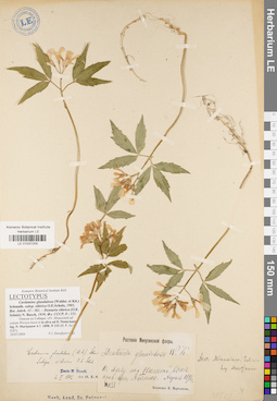 LE 01037205