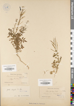 LE 01037206