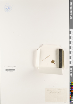 LE 01037213