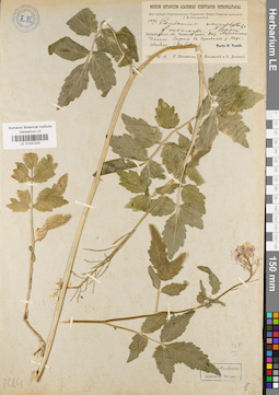 LE 01037225
