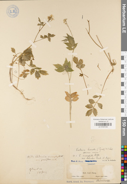 LE 01037230