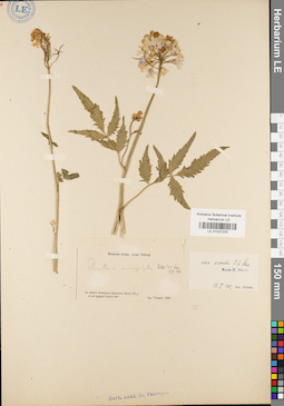 LE 01037233