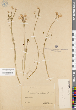 LE 01037242