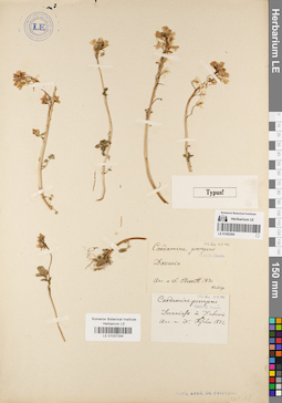 LE 01037244