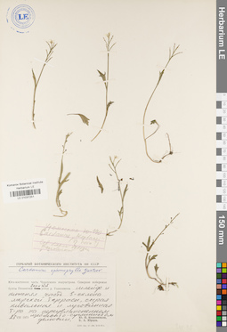 LE 01037251