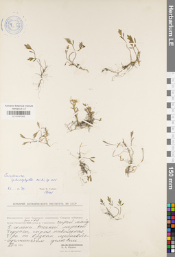 LE 01037252
