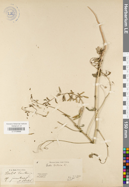 LE 01036899