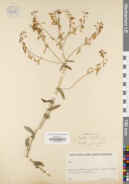 LE 01037103