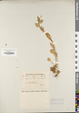 LE 01037117
