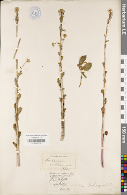 LE 01037120