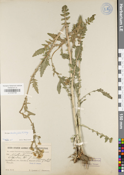 LE 01037164