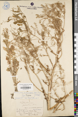 LE 01037175