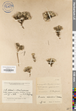 LE 01037405