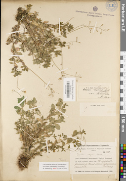 LE 01037448