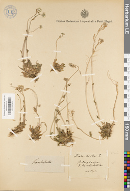 LE 01037470