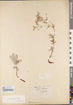 LE 01151191
