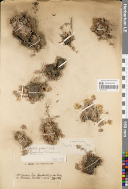 LE 01151313