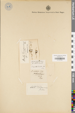 LE 01037590