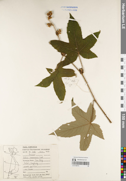 LE 01168174