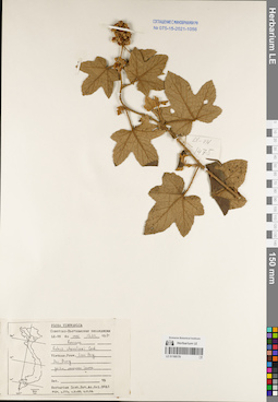 LE 01168178