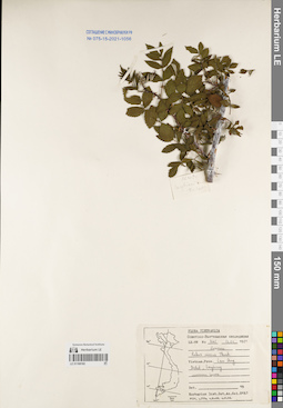 LE 01168182
