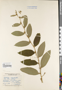 LE 01168418