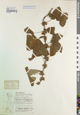 LE 01168488